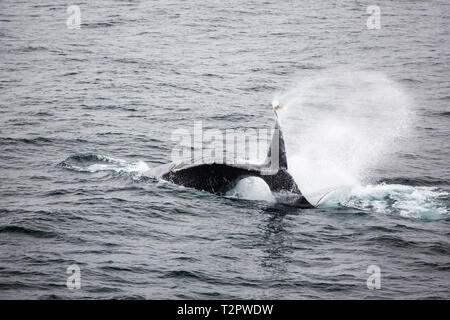 Ein Buckelwal, Megaptera novaeangliae, Schwanz schlagen in der Bransfield Strait, zwischen dem Südlichen Shetland Inseln und der Antarktischen Halbinsel. Stockfoto