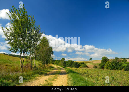 Bäume neben einer ländlichen Straße, inmitten grüner Felder, blauer Himmel und weiße Wolken im Hintergrund Stockfoto
