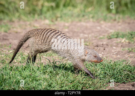 Banded mongoose (Mungos mungo) im Gras in Masai Mara National Reserve, Kenia Stockfoto