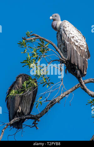 Afrikanische weiß-backed Vulture (Tylose in AFRICANUS) und rüppell's Gänsegeier (Tylose in rueppelli), Masai Mara National Reserve, Kenia, Afrika Stockfoto