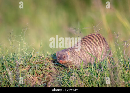 Banded mongoose (Mungos mungo) im Gras in der Masai Mara National Reserve, Kenia Stockfoto