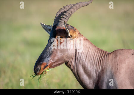 Ein Topi (Damaliscus lunatus jimela) Unterart der Gemeinsamen wasserbüffeln Essen in Masai Mara National Reserve, Kenia Stockfoto