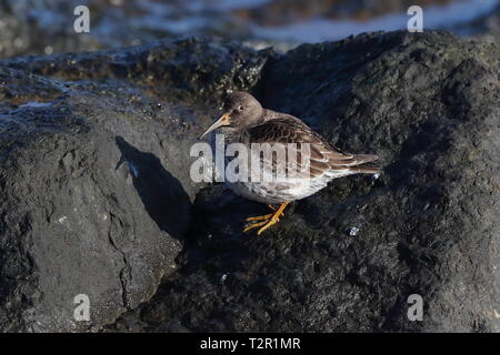 Meerstrandläufer auf den Felsen in Sheringham. Stockfoto