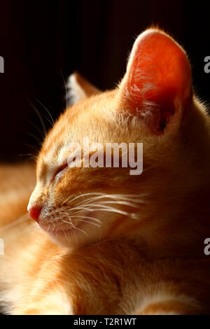 Sleepy ginger tabby Kätzchen auf einem schwarzen Hintergrund isoliert Stockfoto