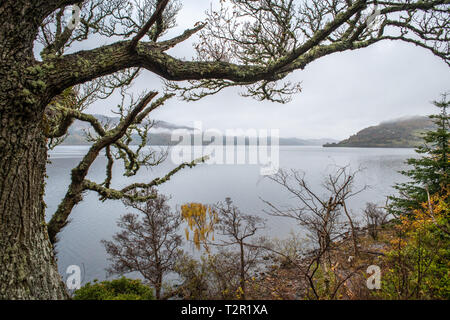 Moos bedeckt Bäume am Ufer des Loch Ness in Schottland, Vereinigtes Königreich Stockfoto