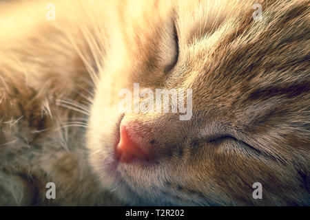 In der Nähe eines verschlafenen Ginger tabby Kitten mit geringer Tiefenschärfe Stockfoto