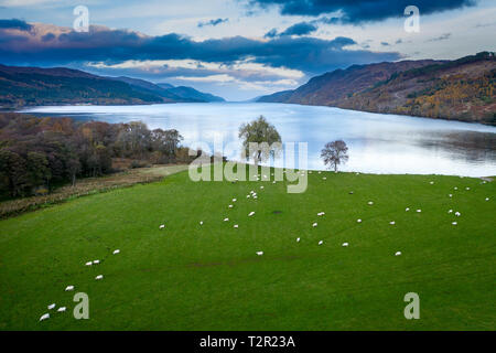 Vögel Auge Ansicht der Schafe (Ovis Aries) Weiden am Ufer des Loch Ness in Schottland, Vereinigtes Königreich Stockfoto