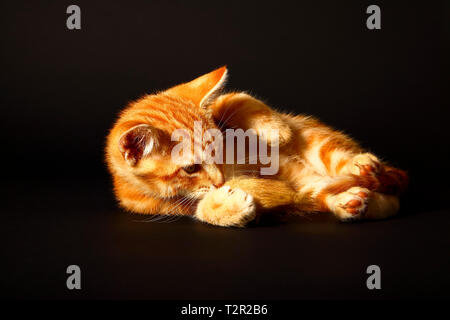 Portrait eines süßen Ginger tabby Kätzchen spielen mit einem Spielzeug Maus auf einem schwarzen Hintergrund isoliert Stockfoto
