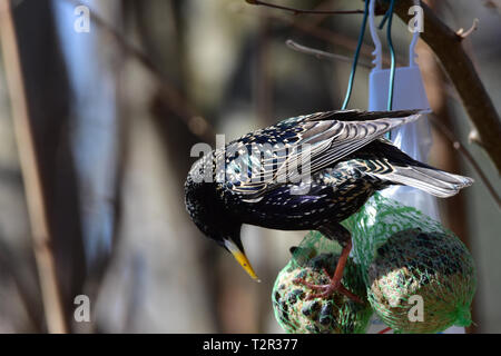 Starling sitzen auf einem Baum in Deutschland beim essen Muttern. Stockfoto