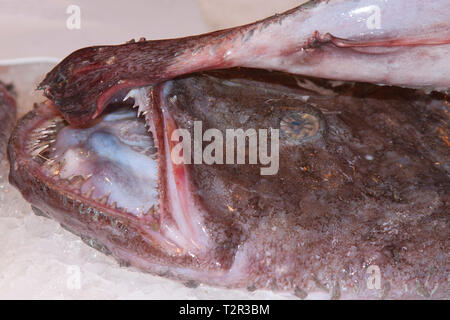 Lophius piscatorius, die gemeinhin als die Angler bekannt, ist ein seeteufel Stockfoto