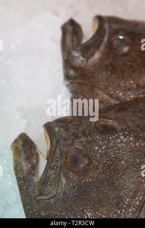 Steinbutt (Scophthalmus maximus) Plattfisch auf einem Fischmarkt in Spanien Stockfoto