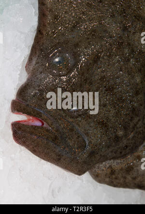 Steinbutt (Scophthalmus maximus) Plattfisch auf einem Fischmarkt in Spanien Stockfoto