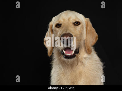 Portrait von Yellow lab Hund im Studio Stockfoto