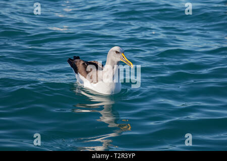 Buller der Albatross, Paddeln auf dem Meer, Küste von Kaikoura, Neuseeland. Stockfoto