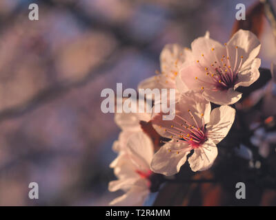 Frühling Blumen Konzept. Die volle Blüte der Aprikosenbaum. Schöne Blume auf einer abstrakten Hintergrund verschwommen. Closeup Detaillierte mit weichen. Stockfoto