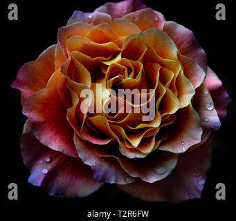 Orange Rose auf schwarzem Hintergrund Stockfoto