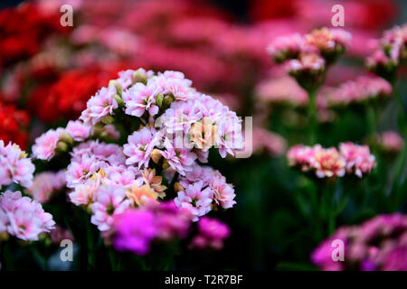 Lavendel-, lila und rosa Kalanchoe blüht auf der Blumenpracht, isoliert mit verschwommenem Hintergrund in Kolumbien, Südamerika Stockfoto