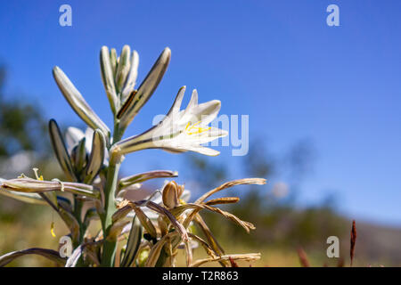 In der Nähe der Wüste Lily (Hesperocallis undulata) blühen in den Anza Borrego Desert State Park, Süd Kalifornien Stockfoto