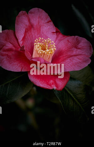 Ganz nah am pulsierenden Rosa und Gelb camellia Blume auf einem Green Bush in einem deutschen Garten, lateinischer Name ist Camellia japonica Stockfoto