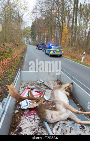 Roadkill Damwild (Dama Dama) Pickup truck. Hirsch getötet durch Verkehr nach Zusammenstoß mit Auto befahrene Straße überqueren Stockfoto