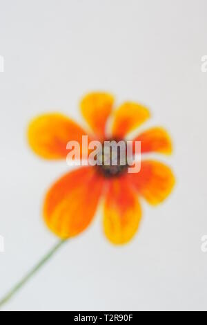 Unfocused Aquarell orange Blumen auf weißem Papier Stockfoto