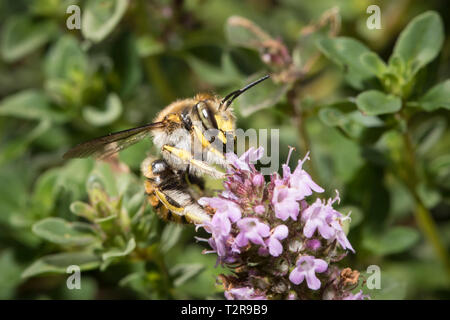 , Wollbiene Anthidium manicatum, Europäische wolle carder Bee Stockfoto