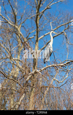 Reiher sitzen auf einem Baum Stockfoto