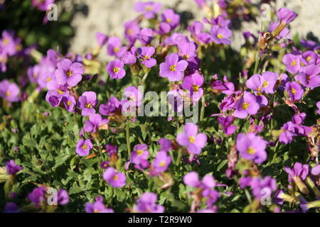 Purple groundcover aubretia Blume Stockfoto