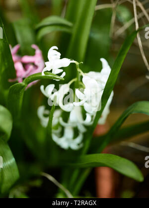 Weiß Hyazinthe Blüte in der Blüte im Frühjahr Stockfoto