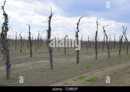 Apfelbäume im Garten, beschneiden Apfelbäume, Schutz hieben Zweige mit Lackierung. Stockfoto