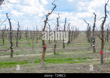 Apfelbäume im Garten, beschneiden Apfelbäume, Schutz hieben Zweige mit Lackierung. Stockfoto