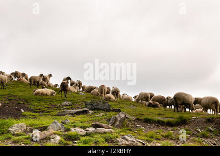 Herde Schafe auf grünen Berghang in nebligen Tag, Karpaten, Rumänien. Stockfoto