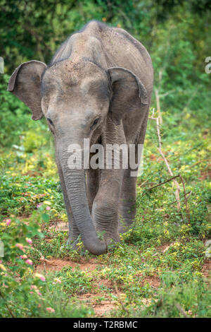 Tief im Inneren Udawalawe National Park in der südlichen Provinz von Sri Lanka, ein verspieltes Baby Elefant von einem anderen Mitglied der Herde lernt. Stockfoto