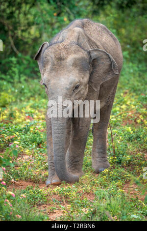 Tief im Inneren Udawalawe National Park in der südlichen Provinz von Sri Lanka, ein verspieltes Baby Elefant von einem anderen Mitglied der Herde lernt. Stockfoto