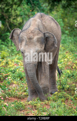 Tief im Inneren Udawalawe National Park in der südlichen Provinz von Sri Lanka, ein verspieltes Baby Elefant von einem anderen Mitglied der Herde lernt. Stockfoto