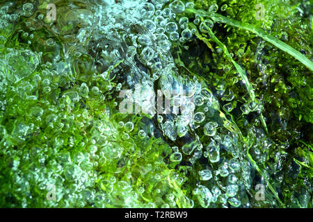 Pulsierende grüne organischen Hintergrund. Pflanzen unter Wasser. Luftblasen im Wasser. Stockfoto