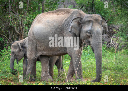 Tief im Inneren Udawalawe National Park in der südlichen Provinz von Sri Lanka, ein verspieltes Baby Elefant von einem anderen Mitglied der Herde lernt. Stockfoto