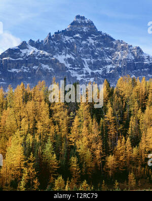 Kanada, Alberta, Banff National Park, Neptuak Berg, Teil der Wenkchemna Peaks; Blick auf fallen - farbige alpine Lärche in Lärche Tal. Stockfoto