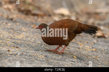 Red-necked Spurfowl posieren in den frühen Morgen Licht, es ist ein Mitglied der Fasan Familie und ist endemisch in Indien. Stockfoto