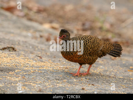 Red-necked Spurfowl posieren in den frühen Morgen Licht, es ist ein Mitglied der Fasan Familie und ist endemisch in Indien. Stockfoto