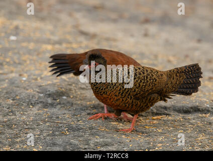 Red-necked Spurfowl posieren in den frühen Morgen Licht, es ist ein Mitglied der Fasan Familie und ist endemisch in Indien. Stockfoto