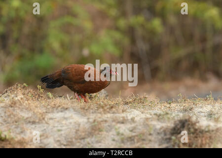 Red-necked Spurfowl posieren in den frühen Morgen Licht, es ist ein Mitglied der Fasan Familie und ist endemisch in Indien. Stockfoto