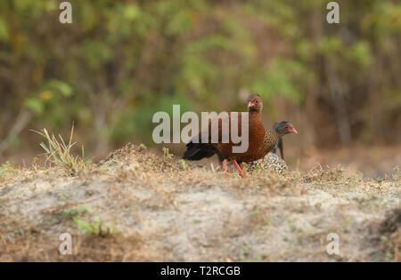 Red-necked Spurfowl posieren in den frühen Morgen Licht, es ist ein Mitglied der Fasan Familie und ist endemisch in Indien. Stockfoto