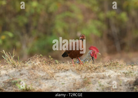 Red-necked Spurfowl posieren in den frühen Morgen Licht, es ist ein Mitglied der Fasan Familie und ist endemisch in Indien. Stockfoto