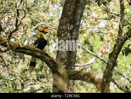 Closeup Portrait eines großen hornbil, Doppel oder große pied Hornbill, Buceros bicornis, Vogel in einem grünen Lebensraum Wald. Stockfoto