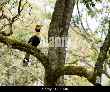 Closeup Portrait eines großen hornbil, Doppel oder große pied Hornbill, Buceros bicornis, Vogel in einem grünen Lebensraum Wald. Stockfoto