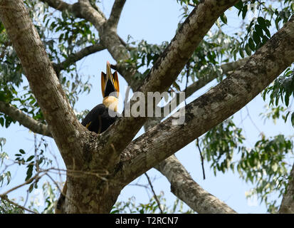 Closeup Portrait eines großen hornbil, Doppel oder große pied Hornbill, Buceros bicornis, Vogel in einem grünen Lebensraum Wald. Stockfoto