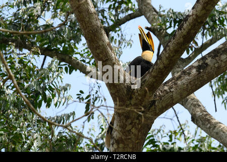 Closeup Portrait eines großen hornbil, Doppel oder große pied Hornbill, Buceros bicornis, Vogel in einem grünen Lebensraum Wald. Stockfoto