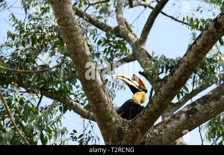 Closeup Portrait eines großen hornbil, Doppel oder große pied Hornbill, Buceros bicornis, Vogel in einem grünen Lebensraum Wald. Stockfoto