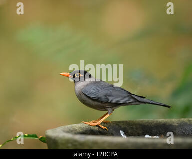 Gemeinsame Amsel oder Eurasische blackbird kleiner schwarzer Vogel mit leuchtend gelben Augen und Schnabel mit Blick auf Umgebung auf warmen Sommertag Stockfoto